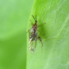 Canthyloscelis antennata