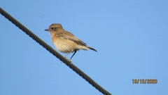 Saxicola maurus