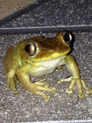 Osteopilus dominicensis