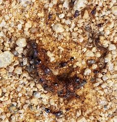 Campsosternus auratus