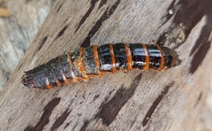 Campsosternus auratus