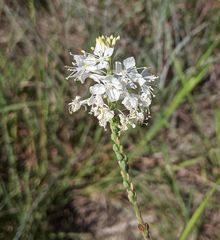 Oenothera glaucifolia