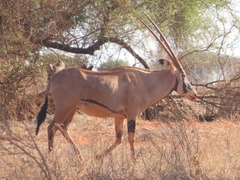 Oryx beisa callotis