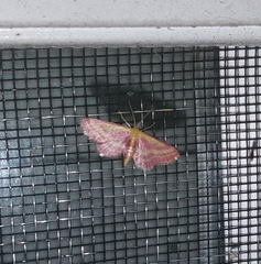 Leptostales laevitaria