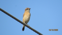 Saxicola maurus