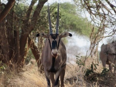 Oryx beisa callotis