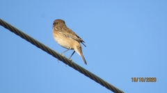 Saxicola maurus