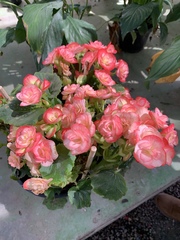 Begonia × hiemalis