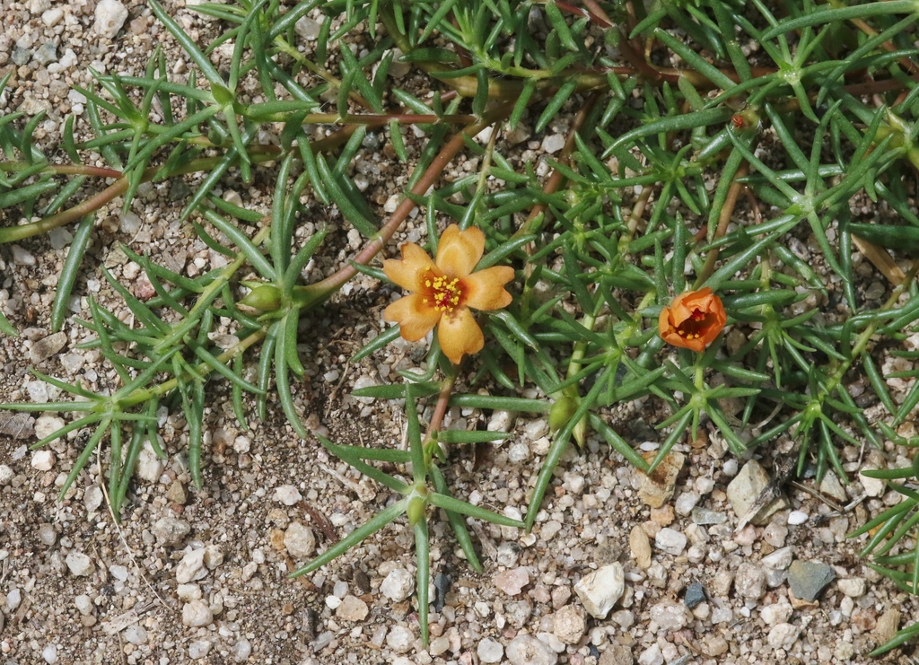 shrubby purslane