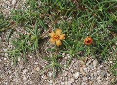 Portulaca suffrutescens