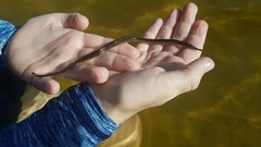 Syngnathus temminckii