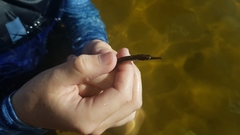 Syngnathus temminckii