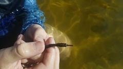 Syngnathus temminckii