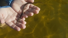 Syngnathus temminckii