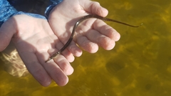 Syngnathus temminckii