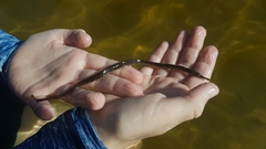 Syngnathus temminckii