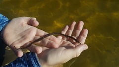 Syngnathus temminckii