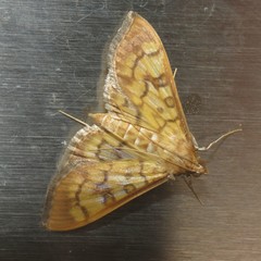 Mimorista subcostalis