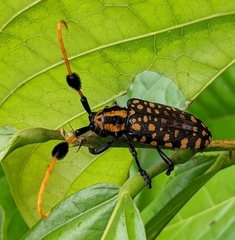 Aristobia approximator