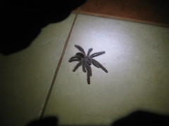 Avicularia juruensis