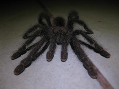Avicularia juruensis