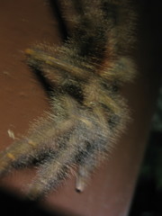 Avicularia juruensis