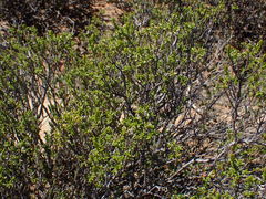 Pteronia empetrifolia