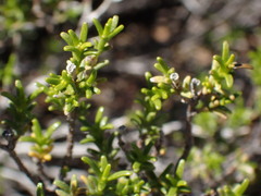 Pteronia empetrifolia