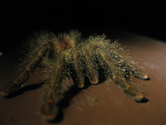 Avicularia juruensis