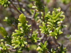 Pteronia empetrifolia