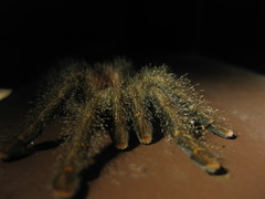 Avicularia juruensis