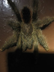 Avicularia juruensis