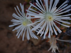 Octopoma