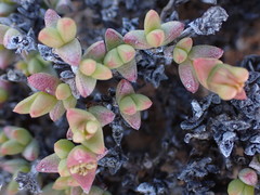 Octopoma