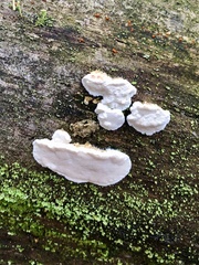 Amaropostia stiptica