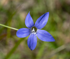 Wahlenbergia stricta stricta