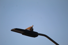 Streptopelia decaocto