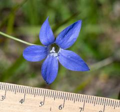 Wahlenbergia stricta stricta