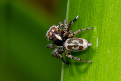 Maratus leo