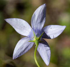 Wahlenbergia stricta stricta