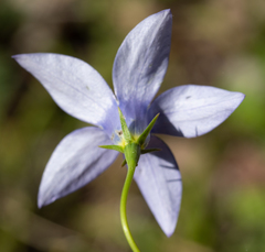 Wahlenbergia stricta stricta