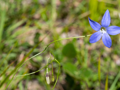 Wahlenbergia stricta stricta