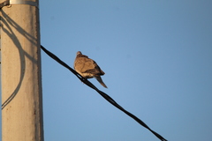 Streptopelia decaocto