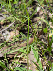 Wahlenbergia stricta stricta