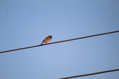 Haemorhous mexicanus