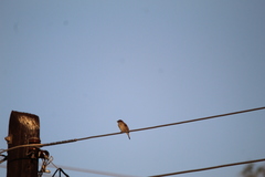 Passer domesticus