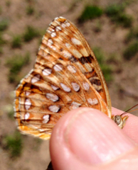Speyeria egleis