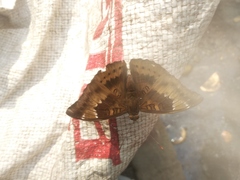 Euthalia aconthea
