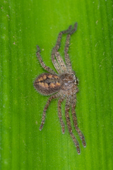 Isopedella