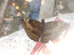 Euthalia aconthea